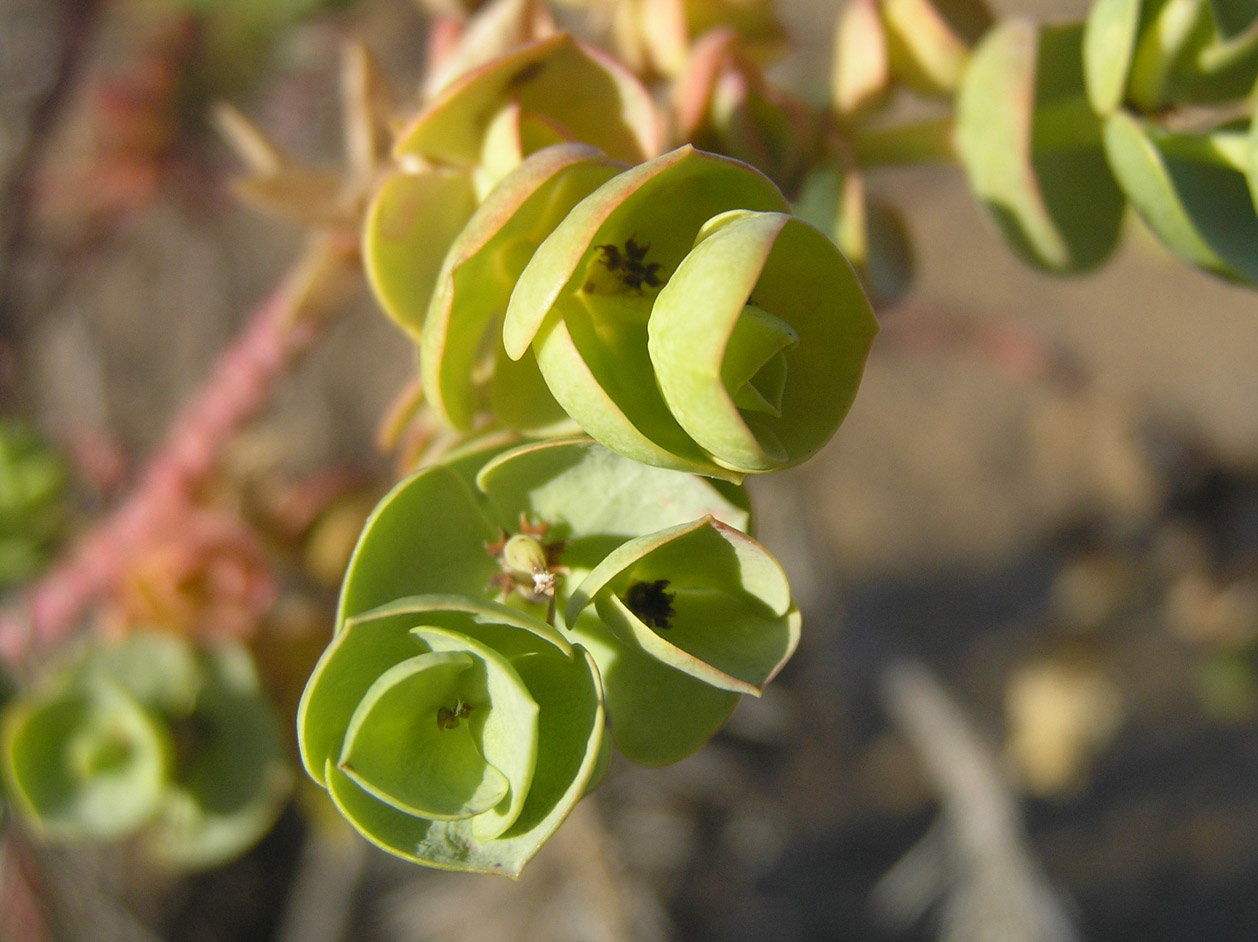 Euphorbia paralias